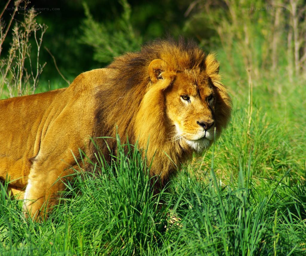 Lion in the grass