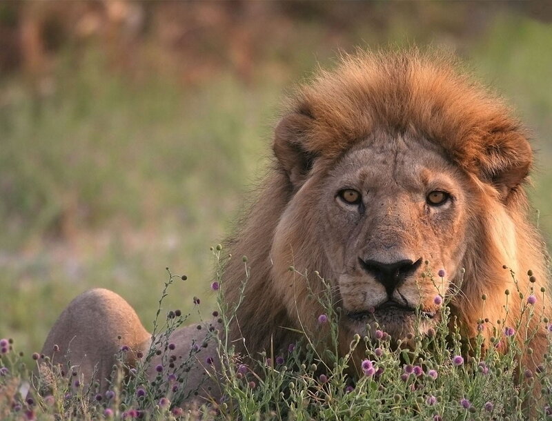 Lion in the grass
