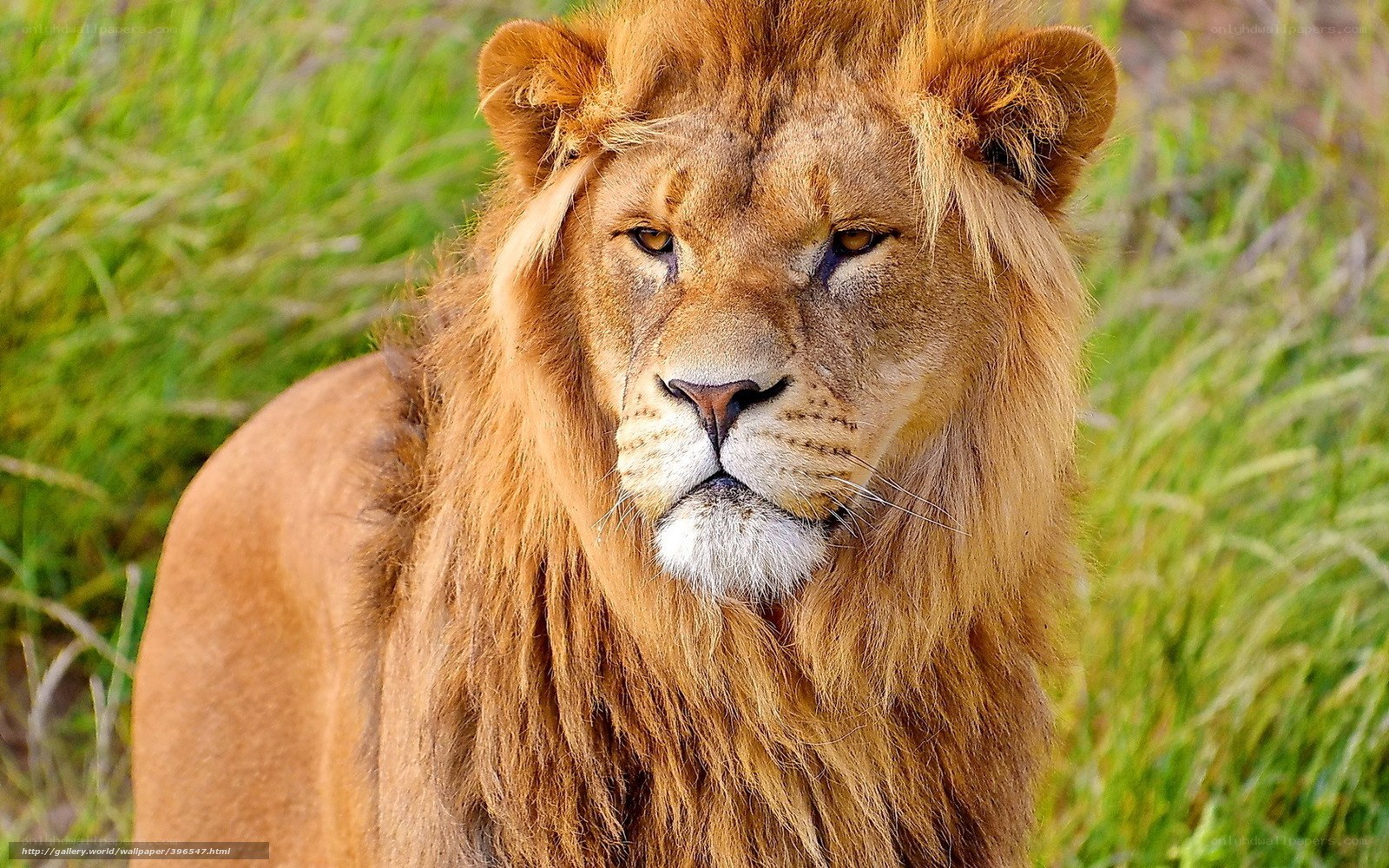 Lion in the grass
