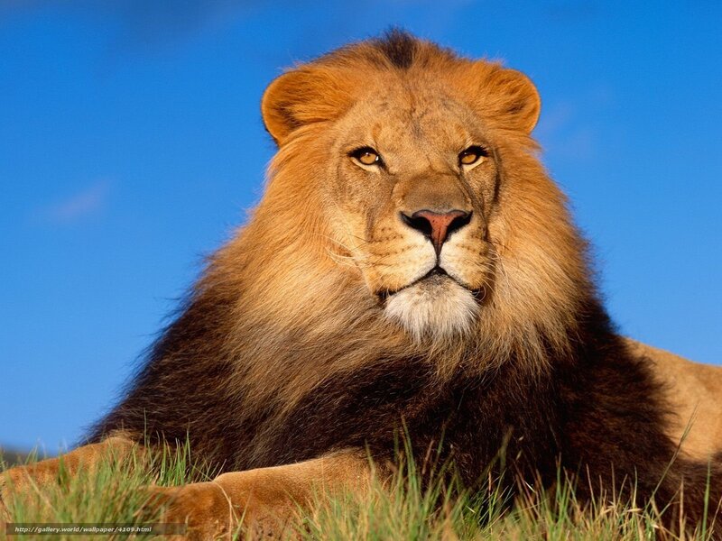Lion in the grass