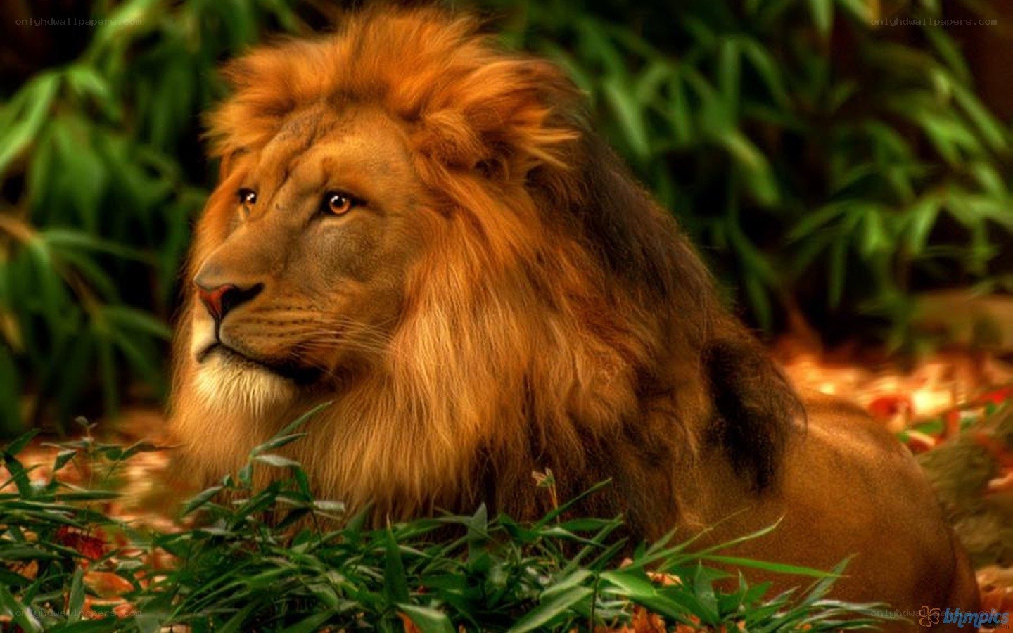 Lion in the jungle