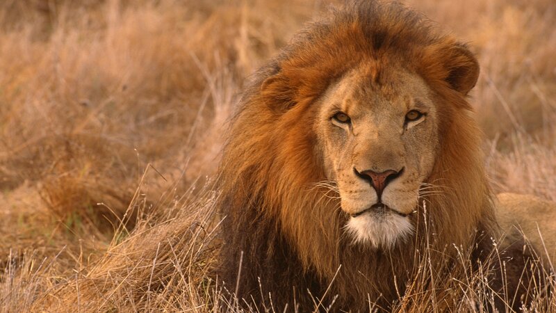 Lion in the savanna