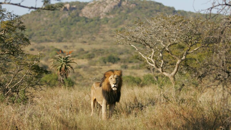 Lion in the savanna