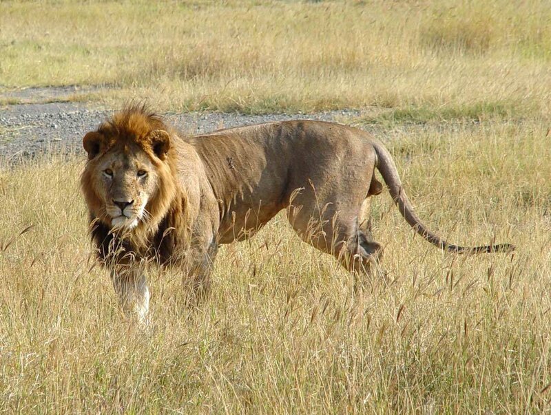 Lion in the savanna