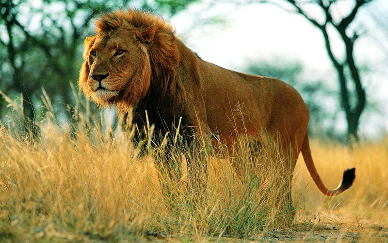 Lion in the savanna