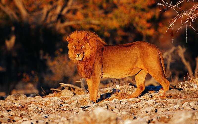 Lion in the savanna