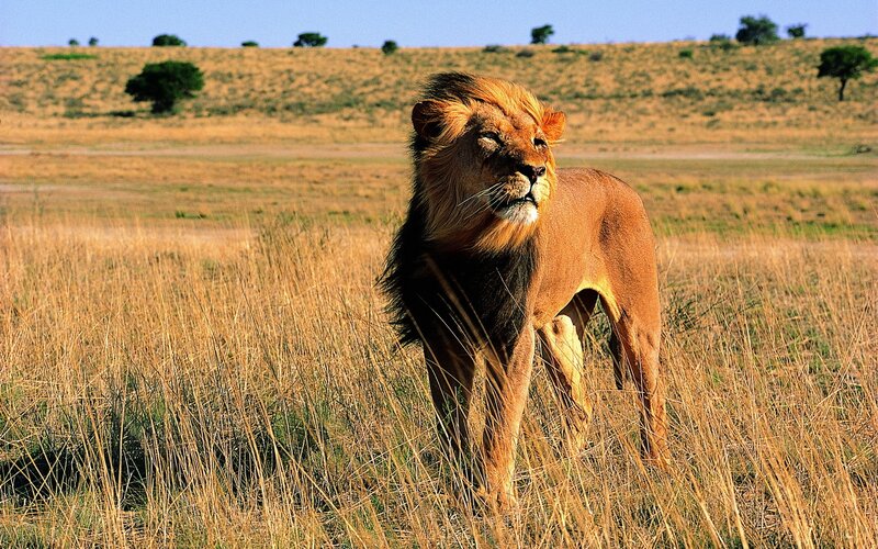Lion in the savanna