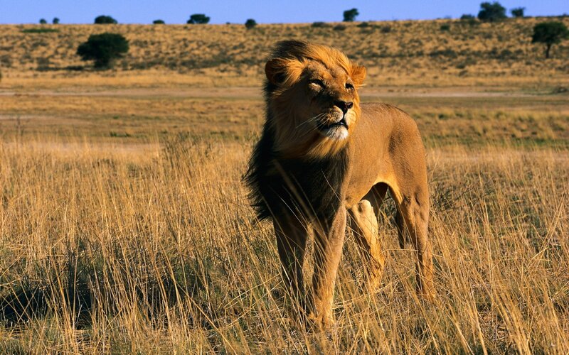Lion in the savanna