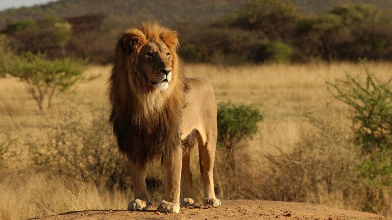 Lion in the savanna