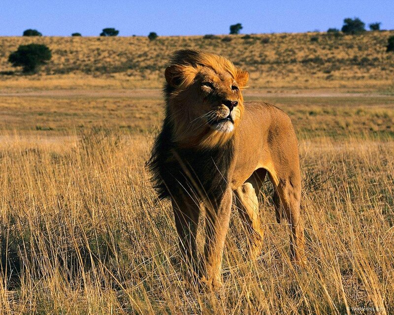 Lion in the savanna