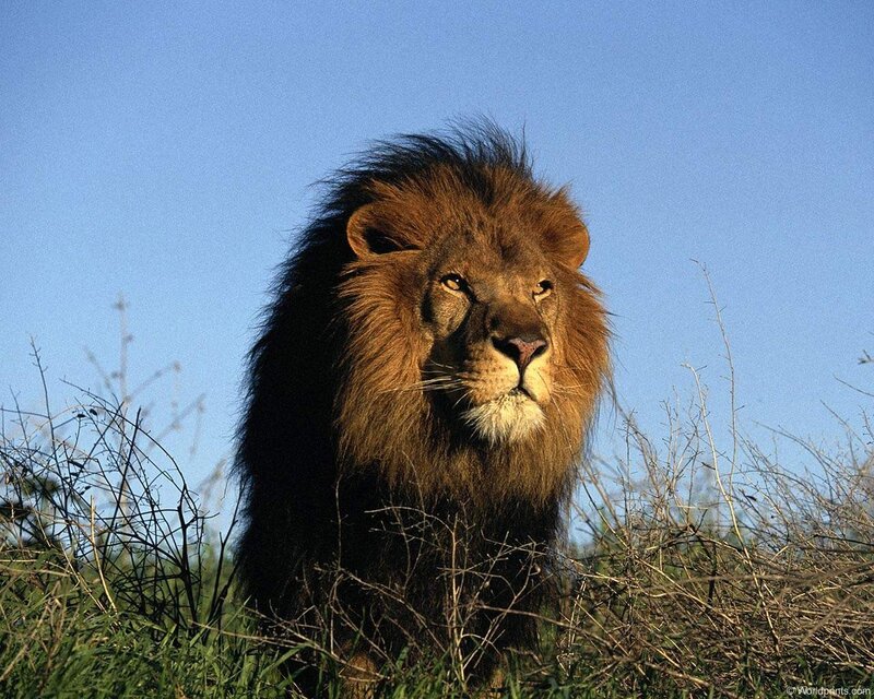 Lion in the savanna