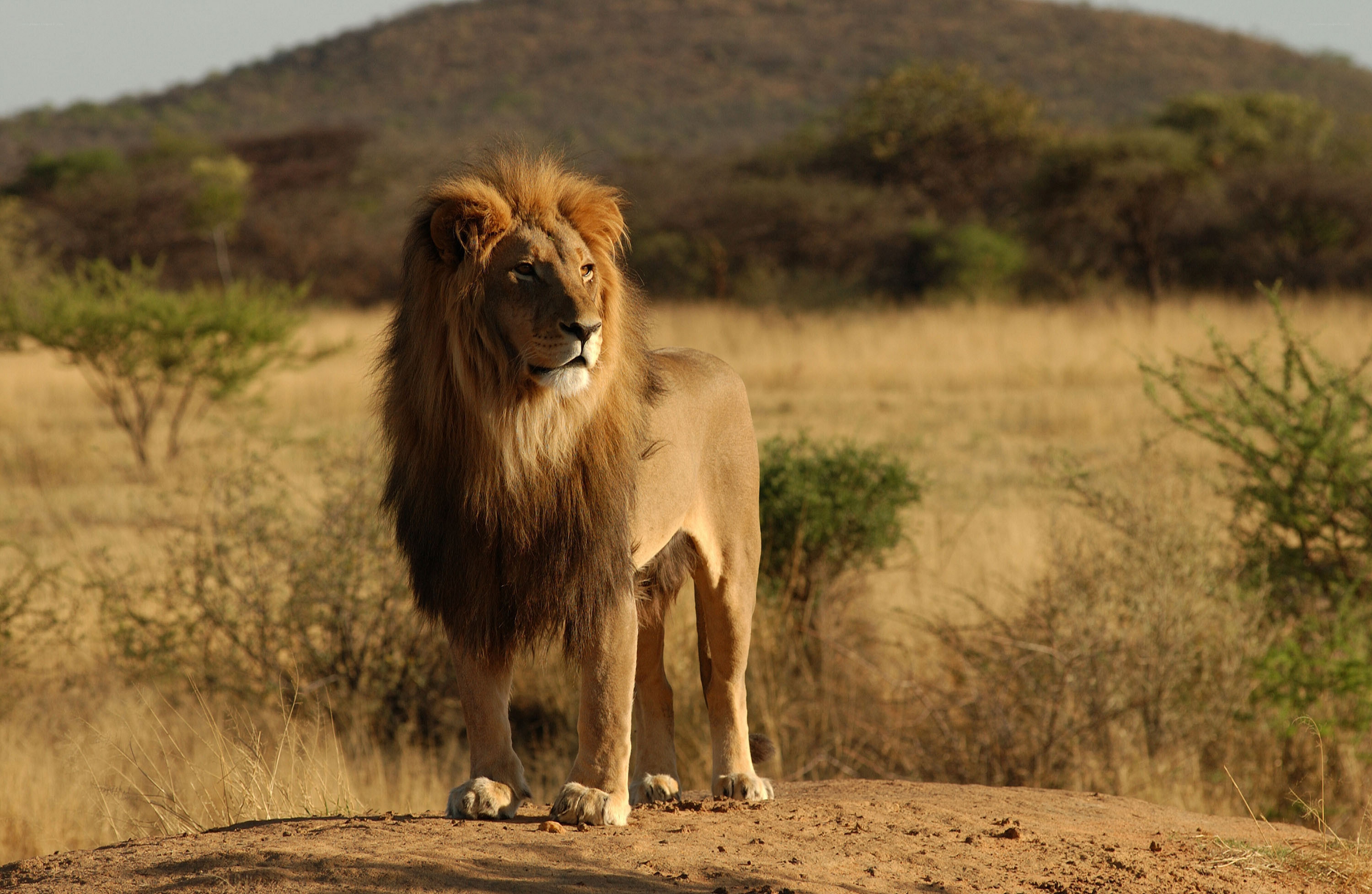 Lion in the savanna