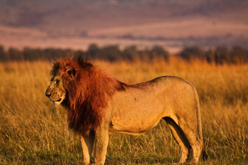 Lion in the savanna