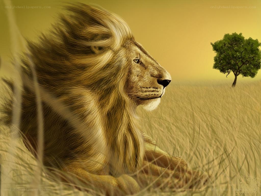 Lion in the savanna