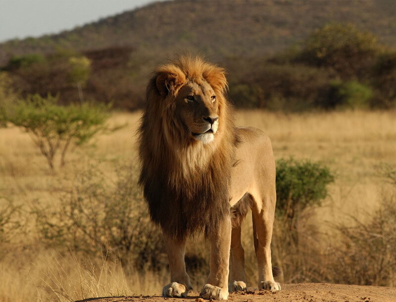 Lion in the savanna
