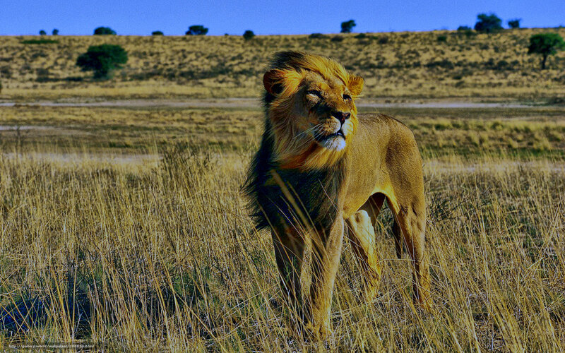Lion in the savanna