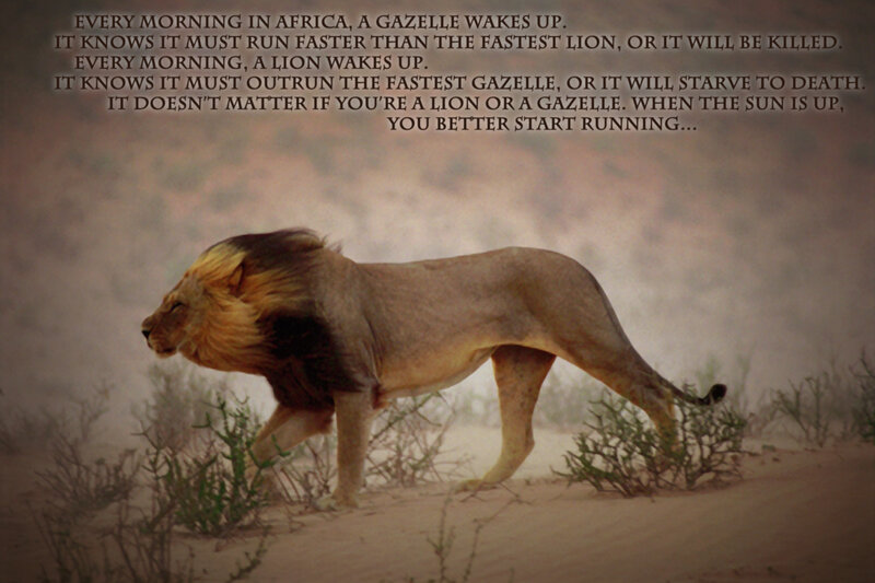 Lion in the savanna