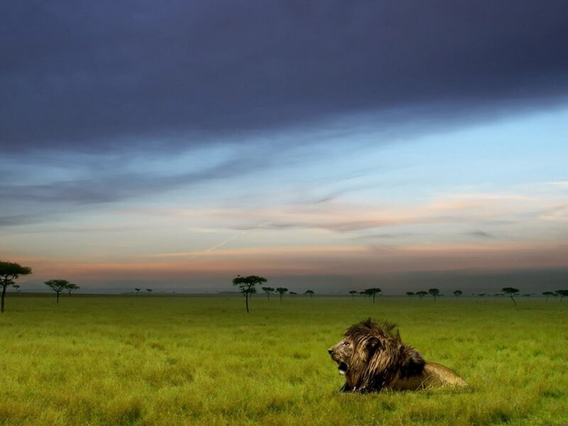 Lion in the savanna at dusk