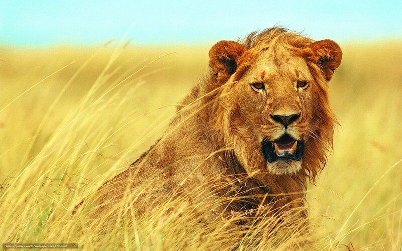 Lion in the savanna grass