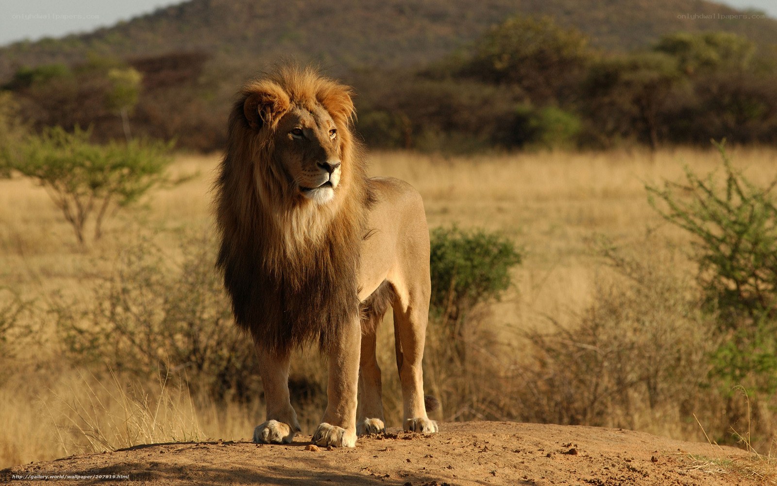 Lion in the savanna