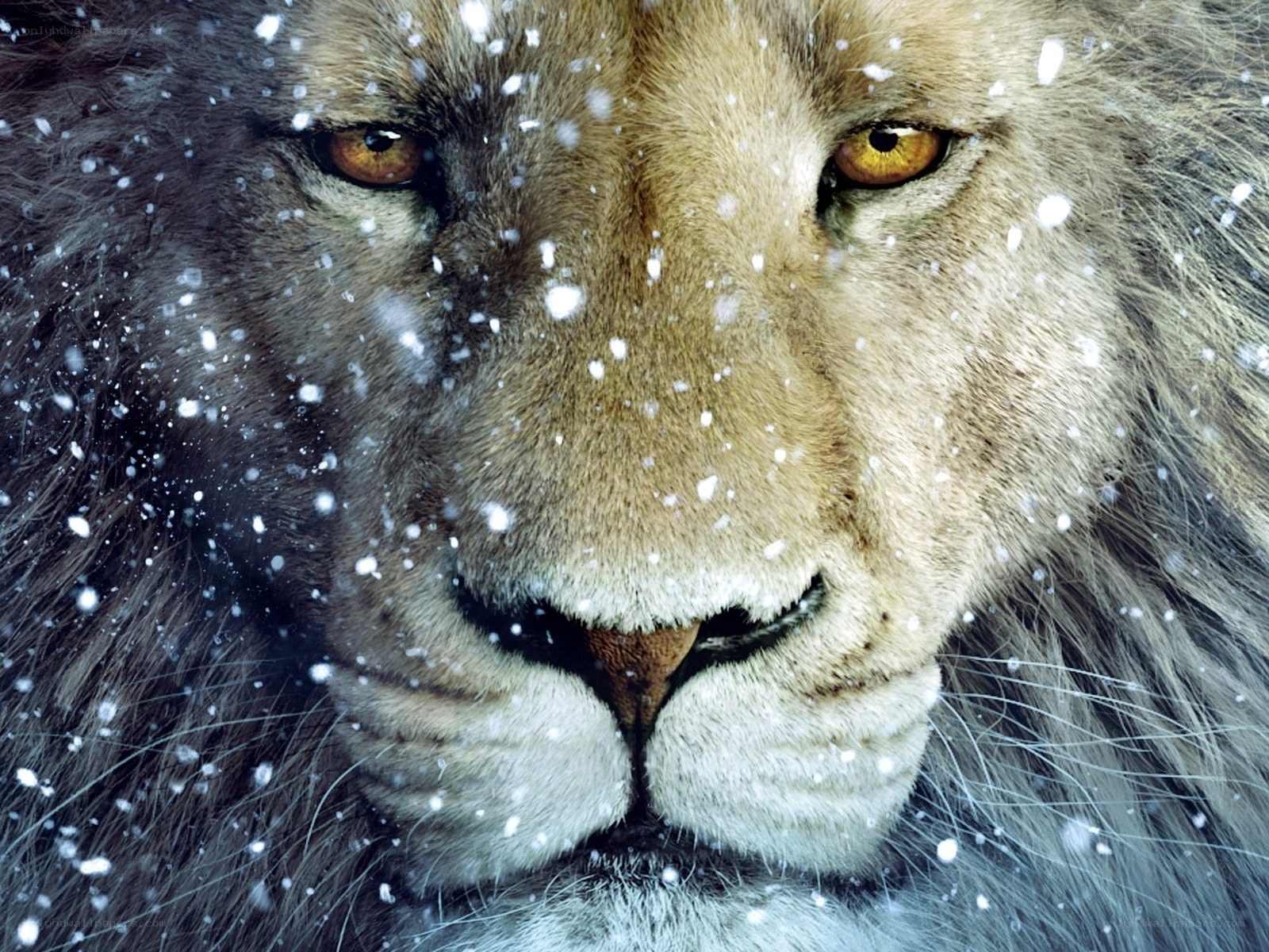 Lion in the snow