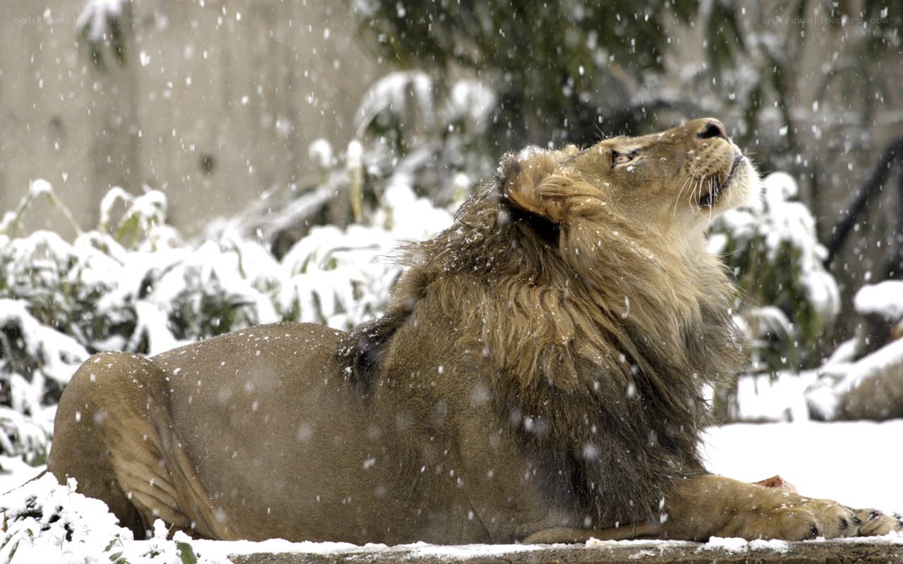 Lion in the snow