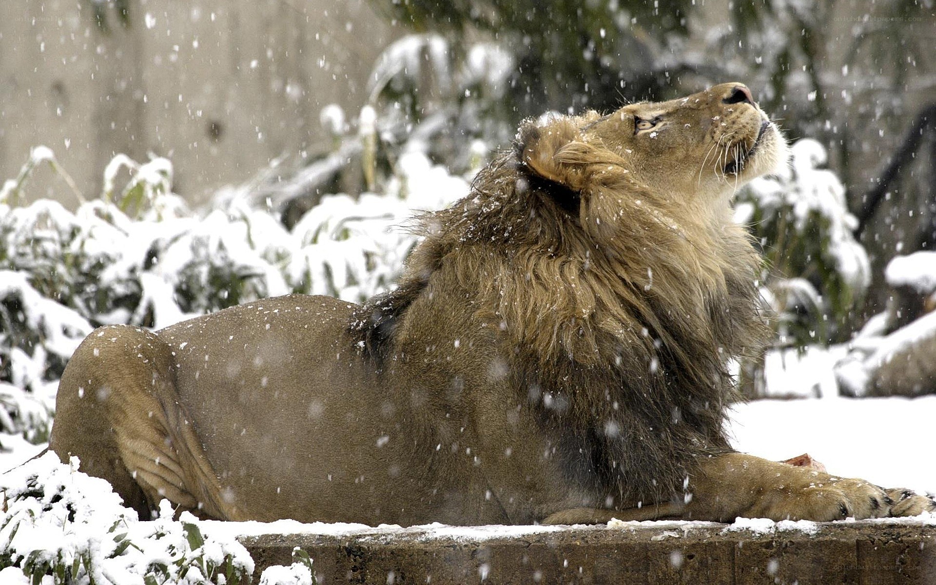 Lion in the snow