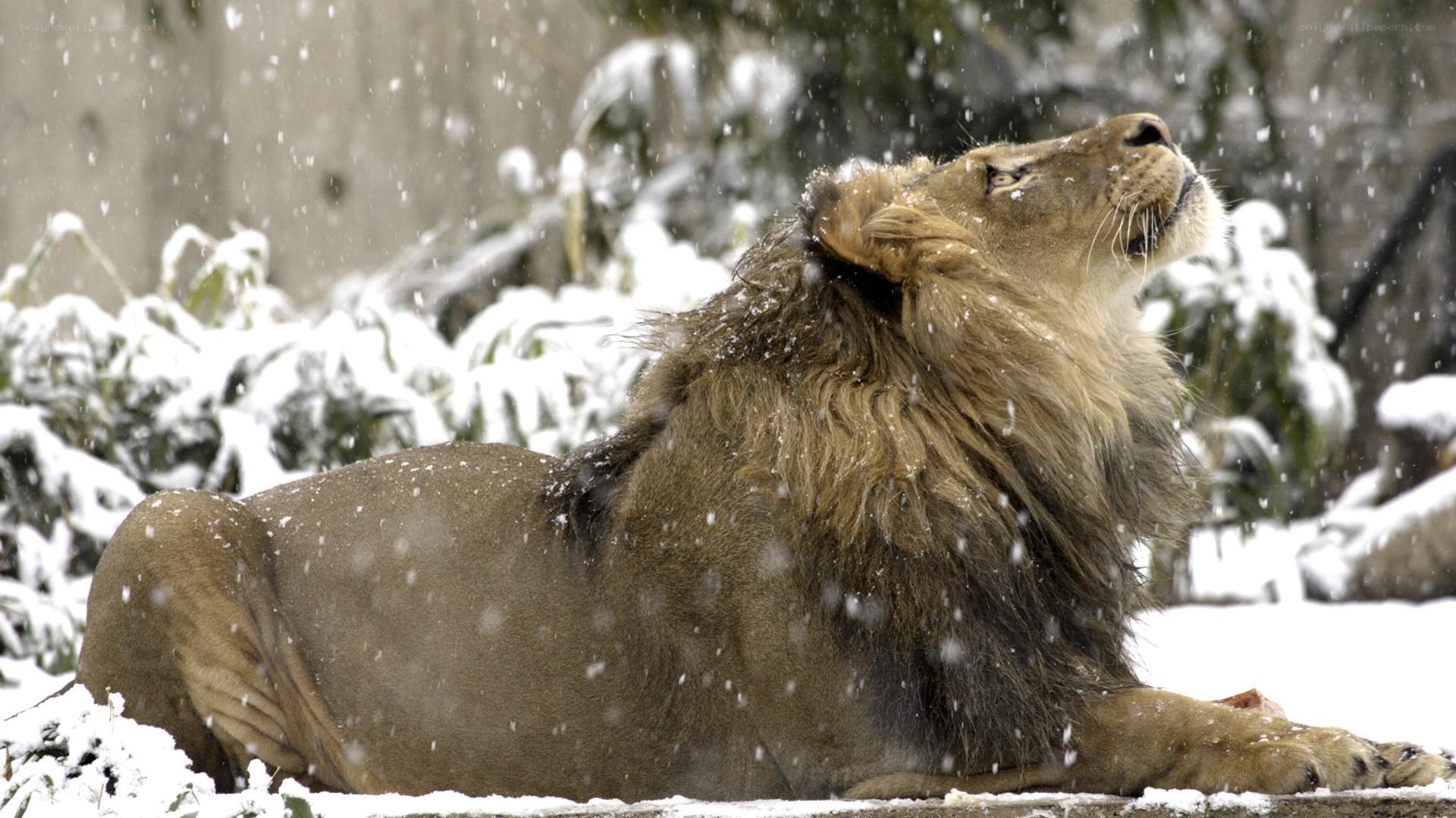 Lion in the snow