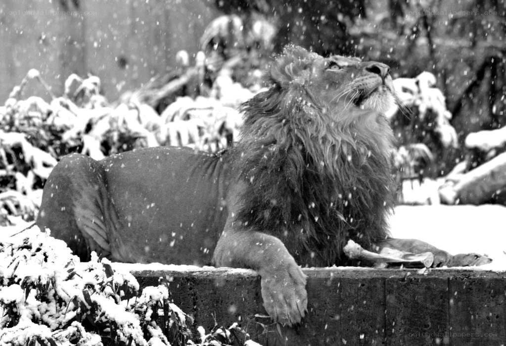 Lion in the snow