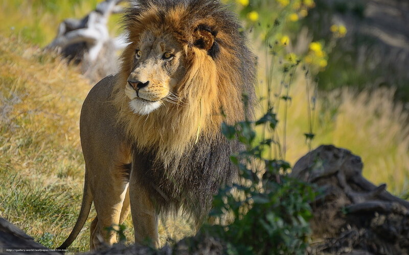 Lion in the wild