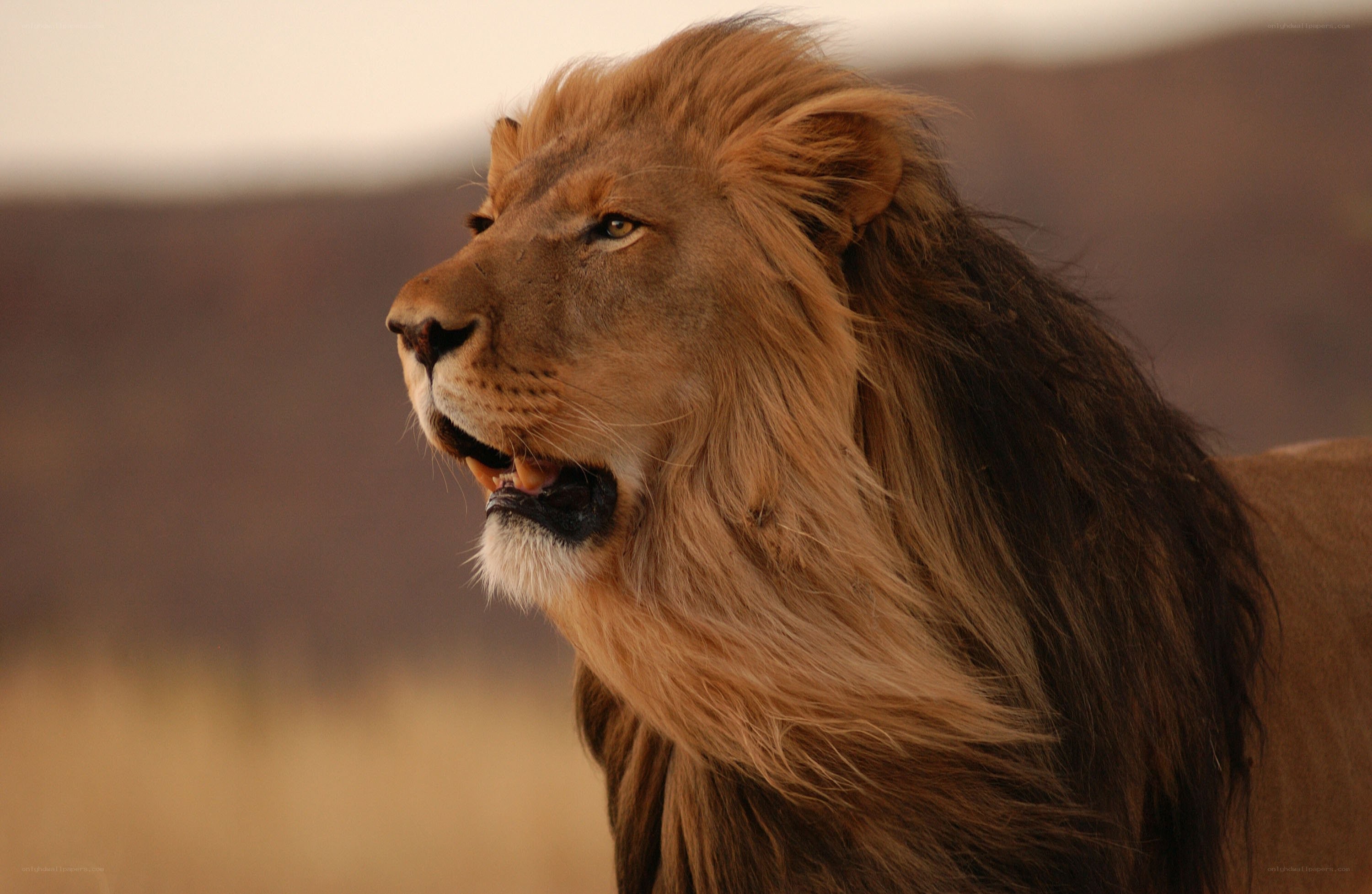 Lion in the wild
