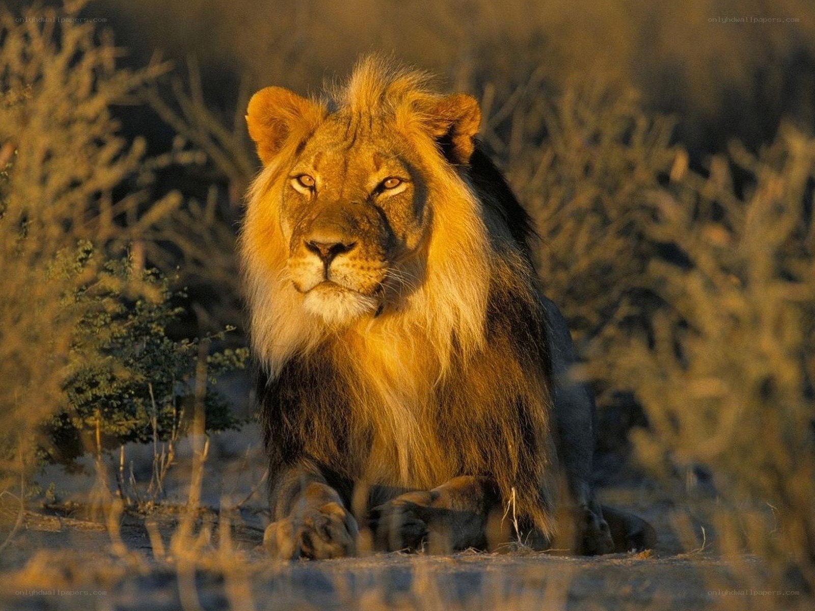 Lion in the wild