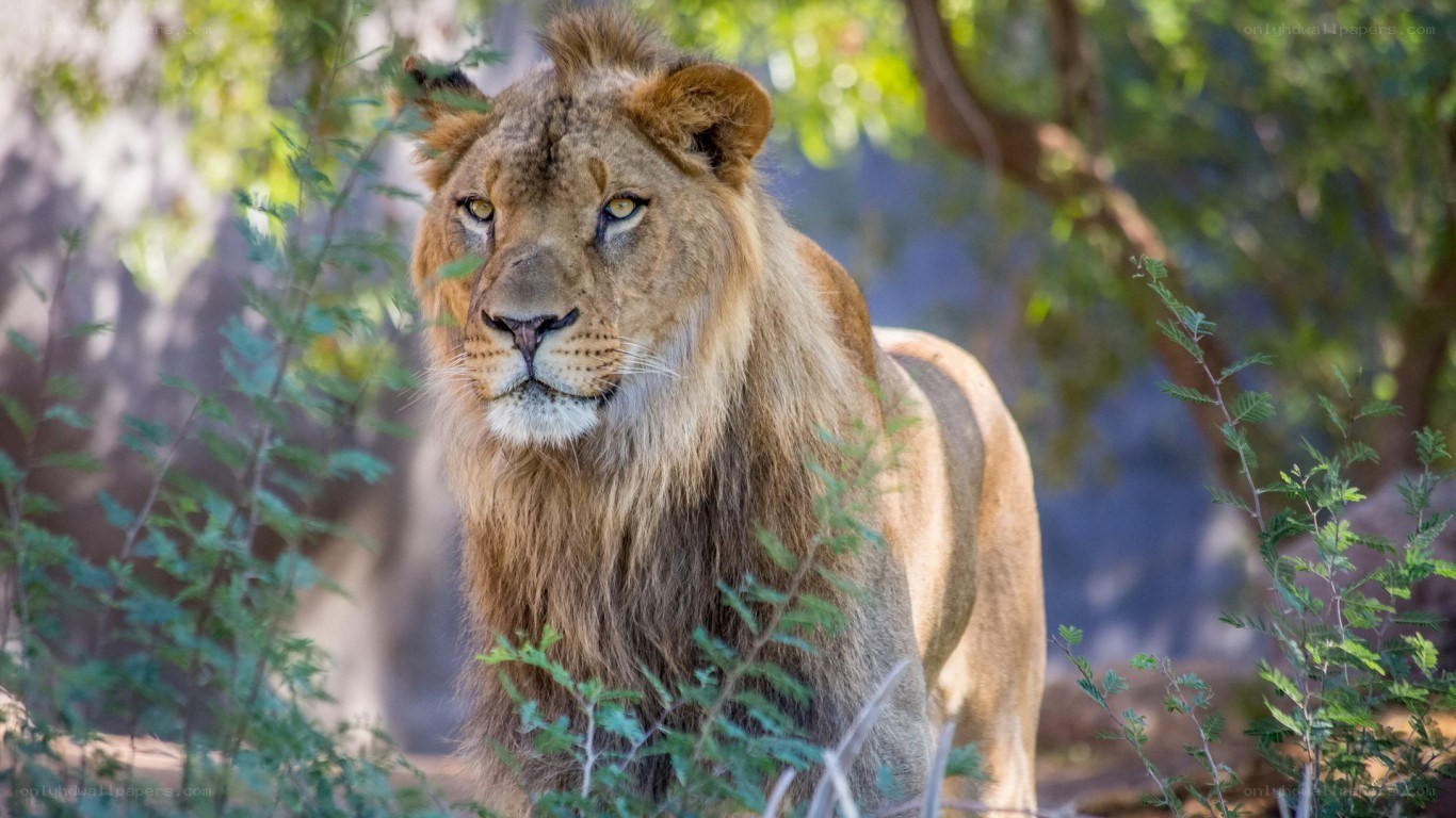 Lion in the wild