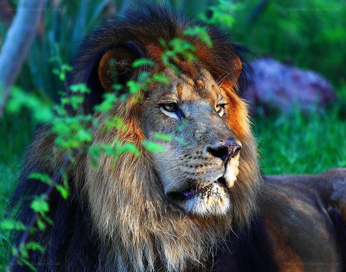 Lion in the wild