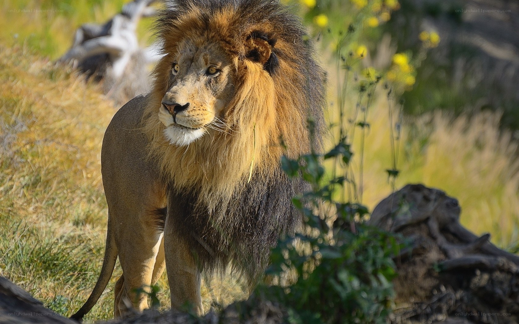 Lion in the wild