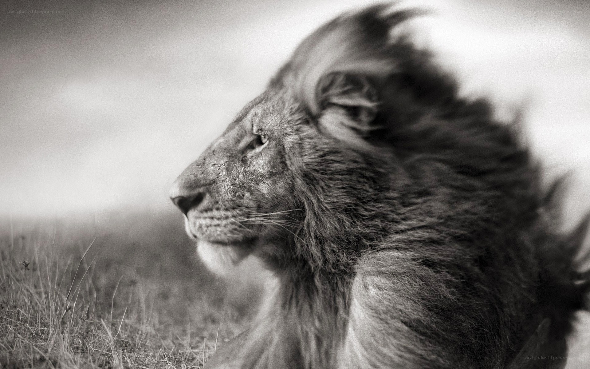 lion in the wind