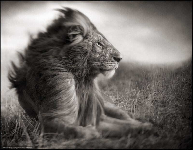 Lion in the Wind