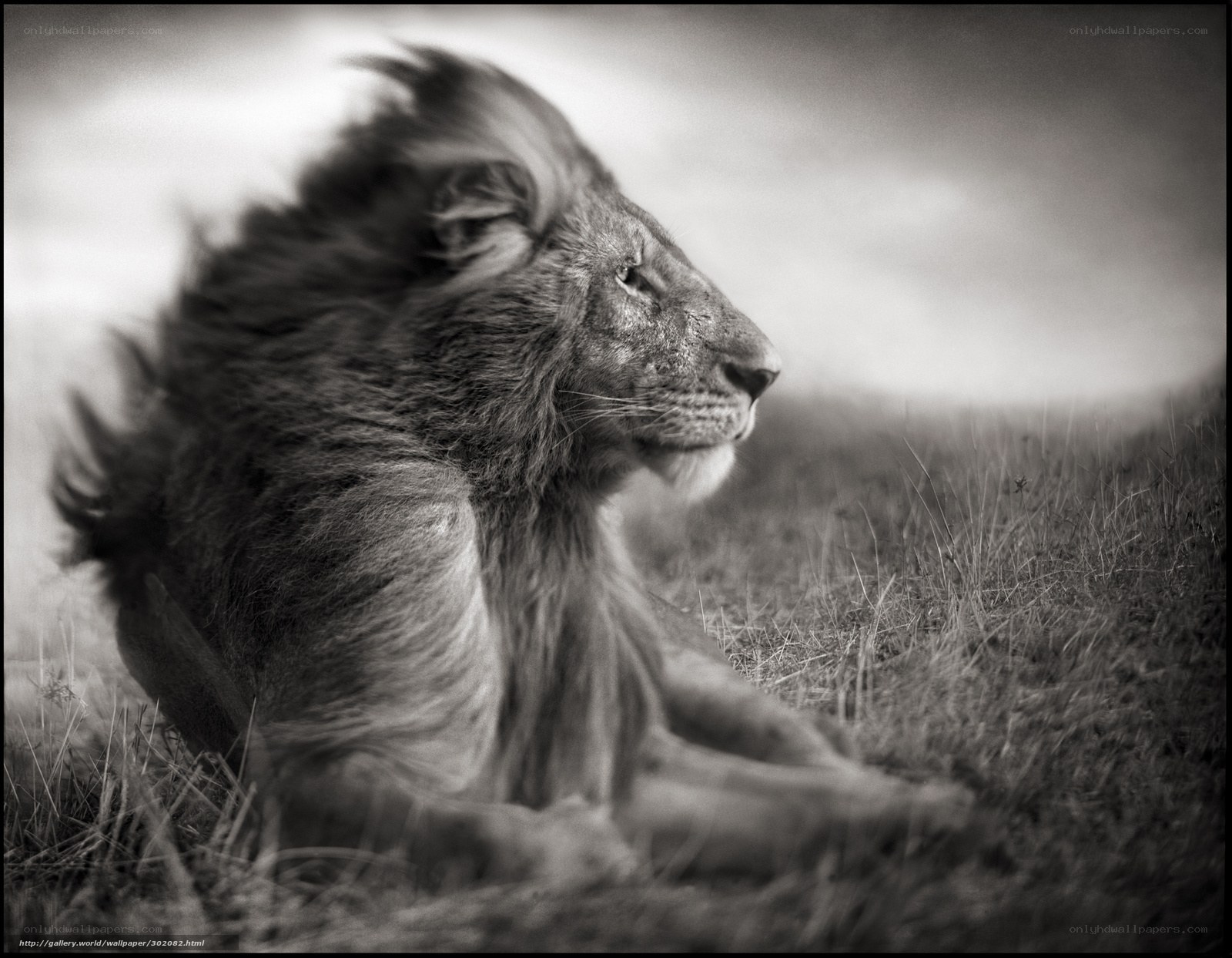 Lion in the Wind