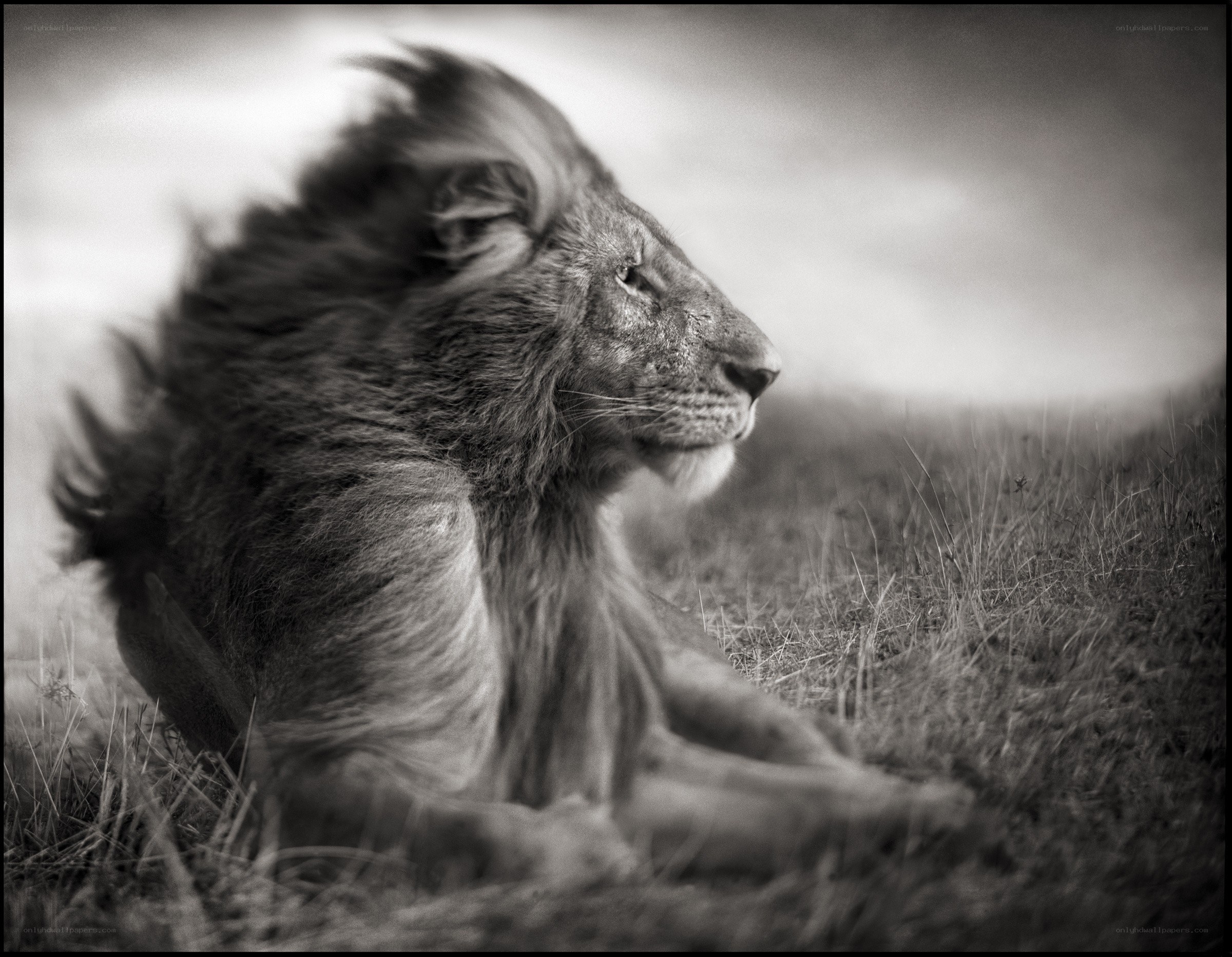 Lion in the Wind