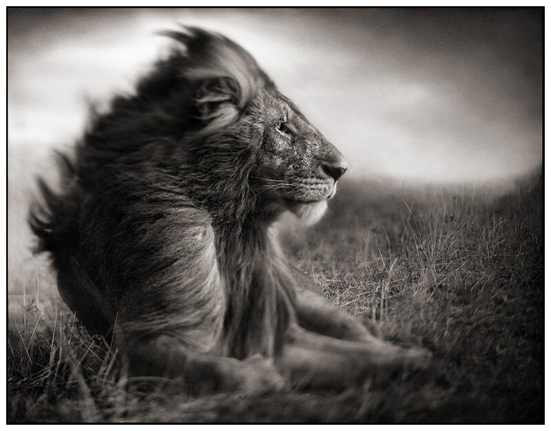 Lion in the Wind