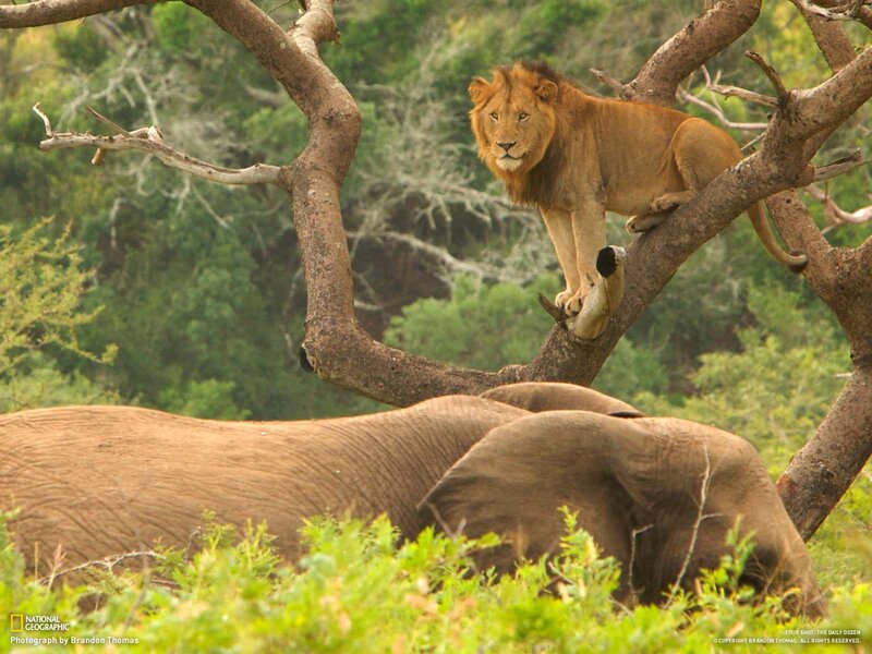 Lion in Tree Above Elephant