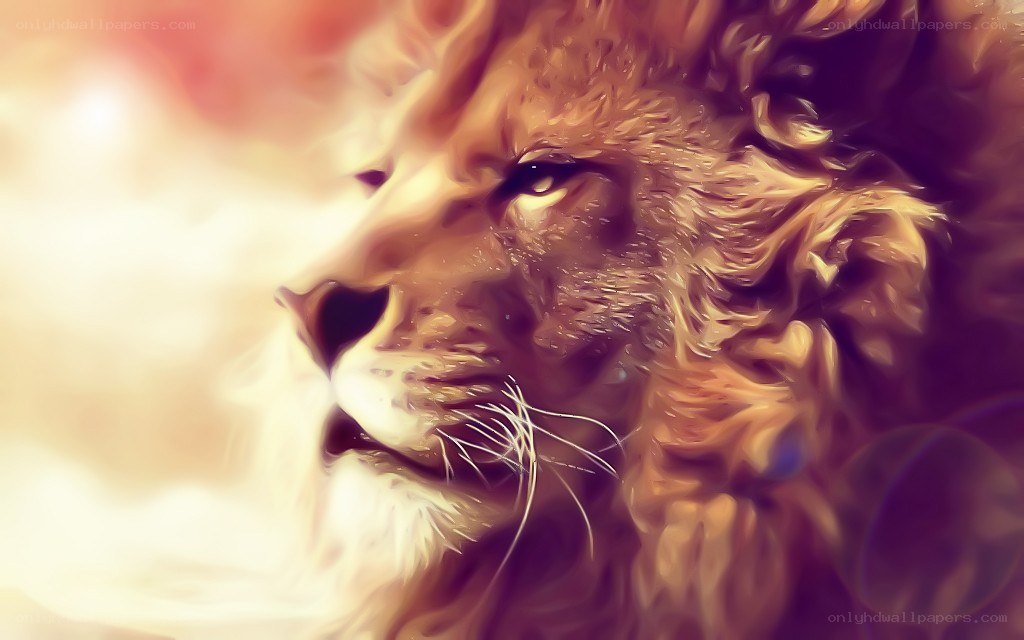 Lion in warm light