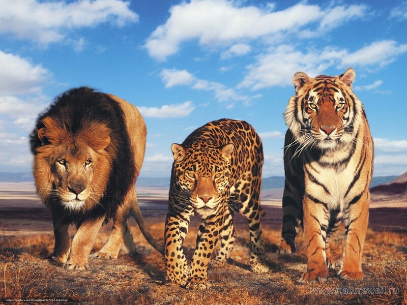 Lion, jaguar, and tiger in savanna