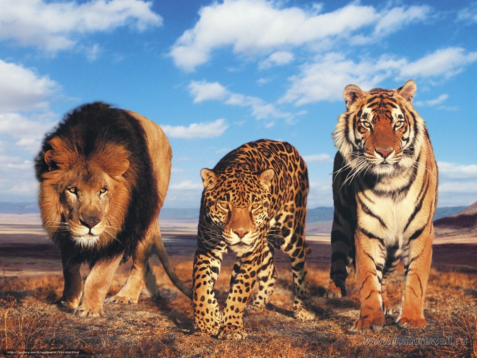 Lion, jaguar, and tiger in savanna