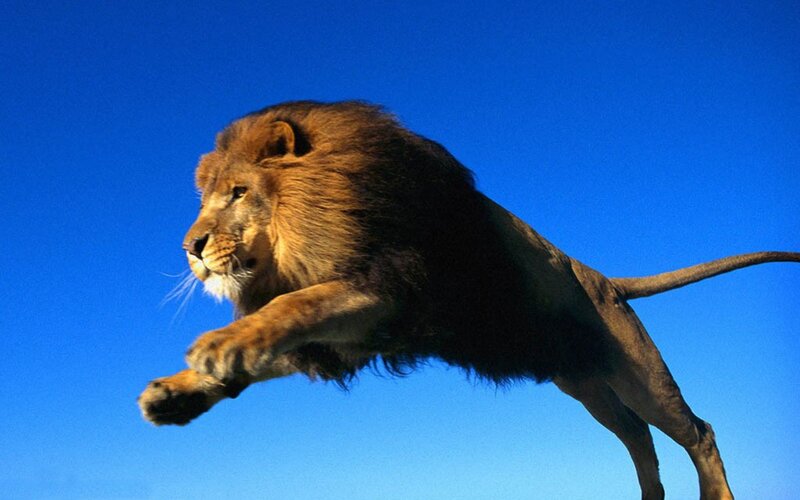 Lion leaping against blue sky