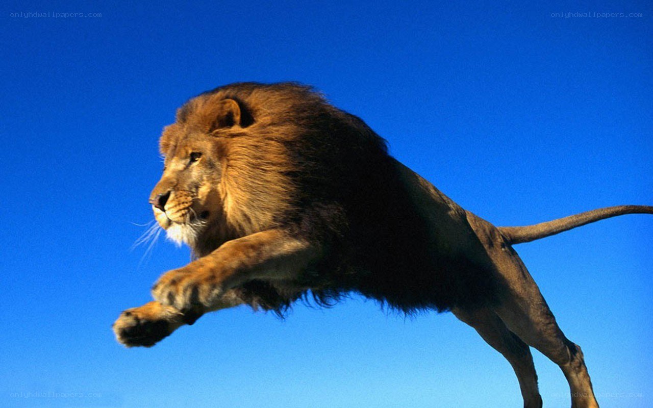 Lion leaping against blue sky