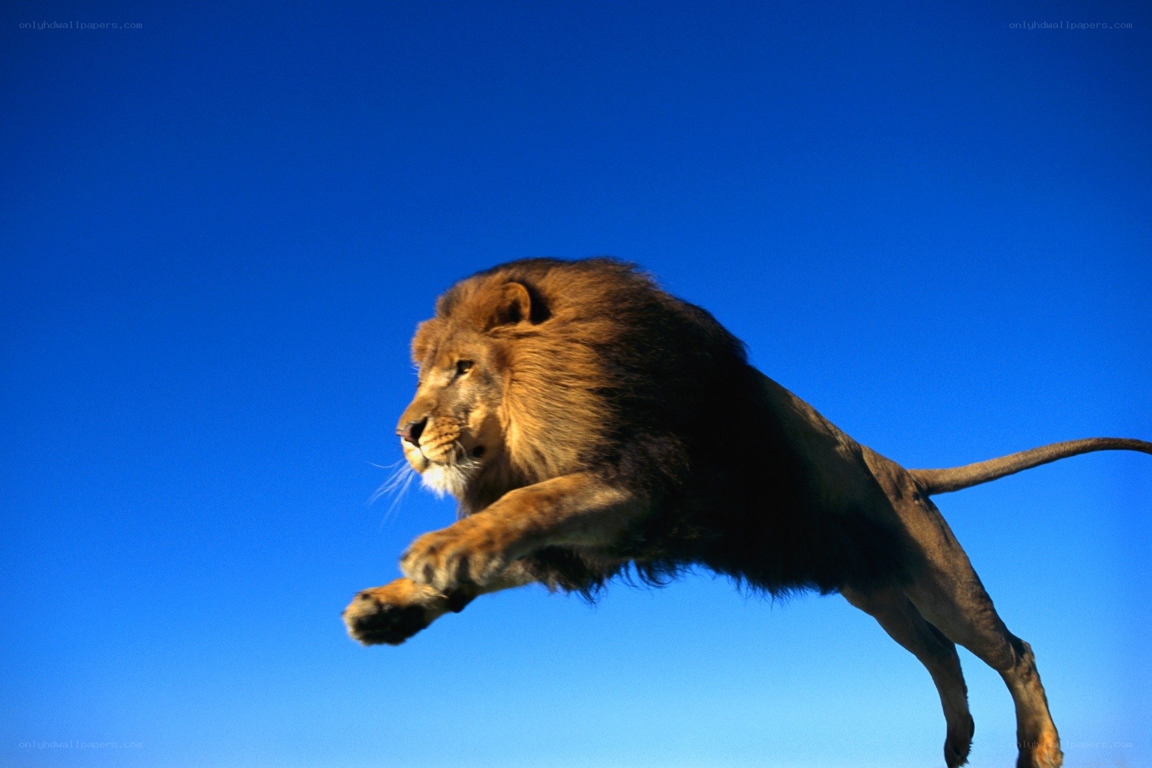 Lion leaping against blue sky