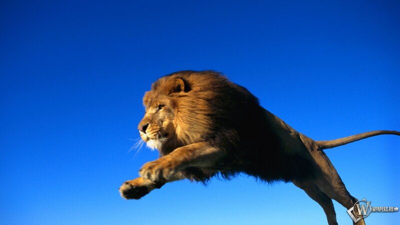 Lion Leaping in Air