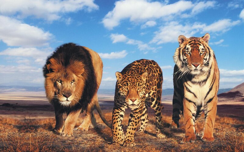 Lion, leopard, and tiger in savanna
