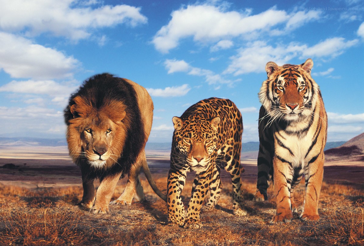 Lion leopard tiger in savanna